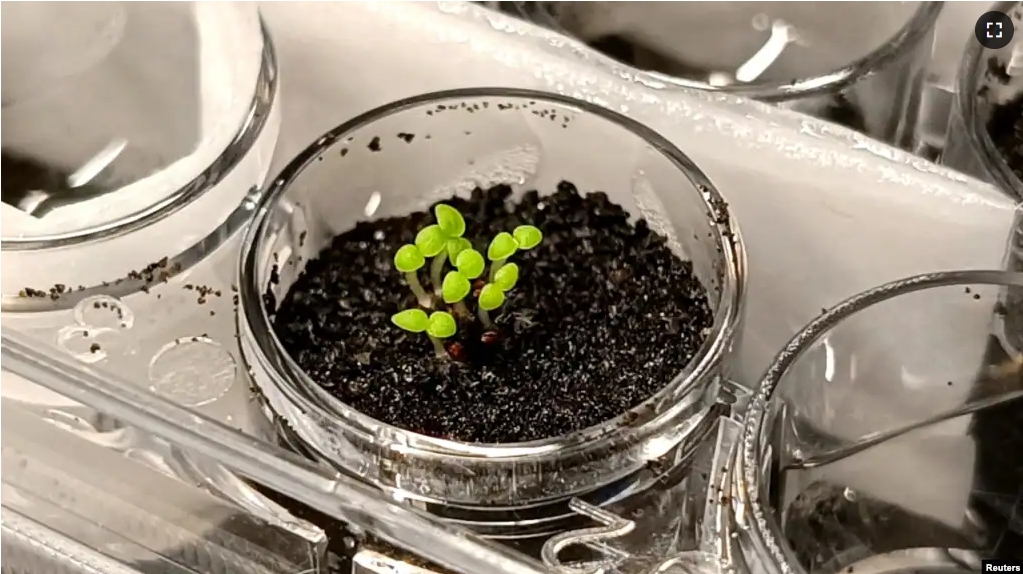 Seedlings of the tobacco relative benth, Nicotiana benthamiana, grow in simulated lunar soil in a laboratory at the China Agricultural University in Beijing, China, in this undated handout image obtained by Reuters on November 9, 2023. (Yitong Xia/Handout via REUTERS)