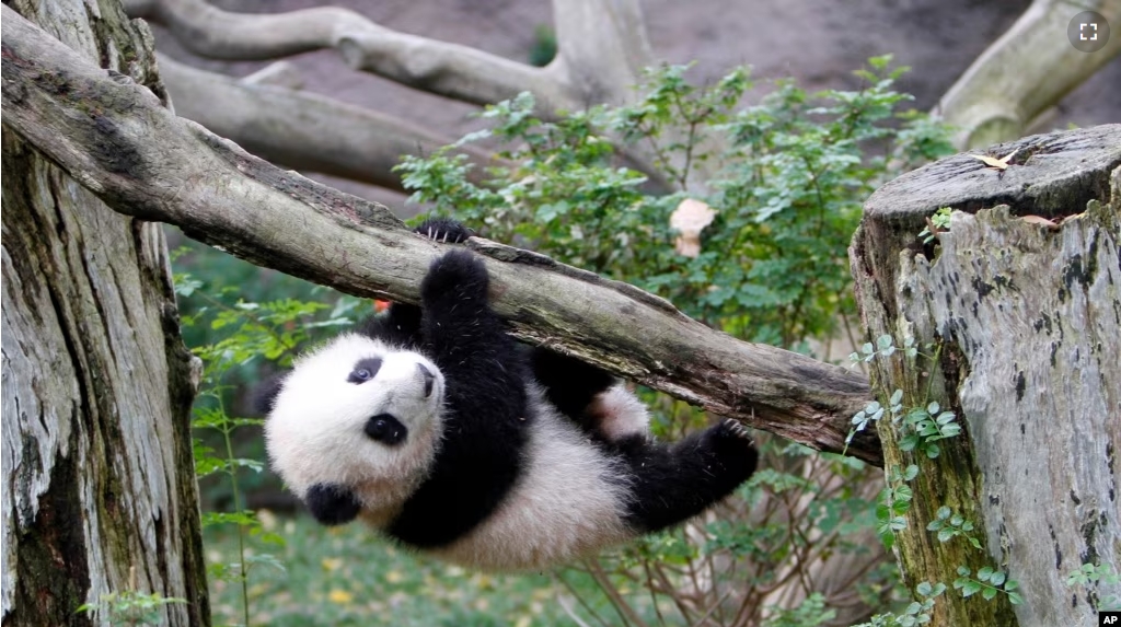 FILE - Yun Zi, a five-month-old panda cub, plays in one of the panda exhibit areas at the San Diego Zoo, Jan. 6, 2010, in San Diego. (AP Photo/Lenny Ignelzi, File)