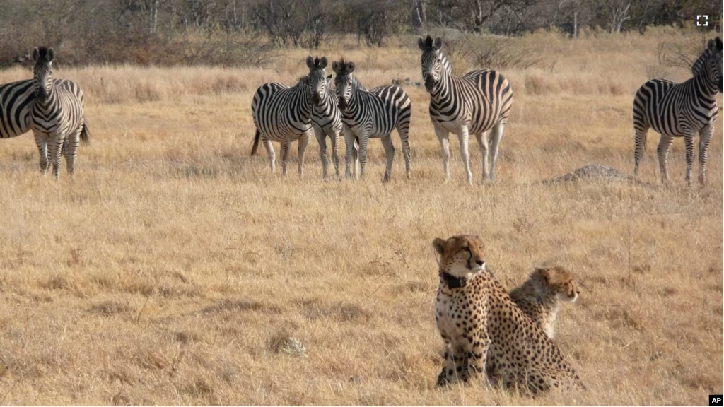 In this photo provided by Briana Abrahms, a female cheetah and her cub sit watchfully in front of a herd of zebra in northern Botswana on Aug. 23, 2011. (Briana Abrahms via AP)