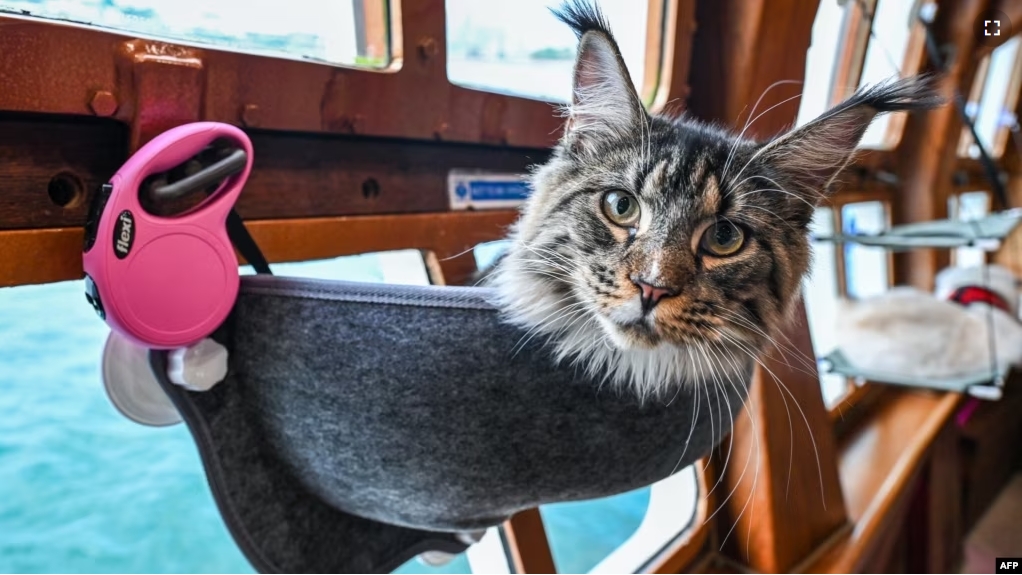 FILE - In its window seat aboard the Royal Albatross, a luxury tall ship, this cat is definitely sitting pretty, August 13, 2023. (Photo by Roslan RAHMAN / AFP)