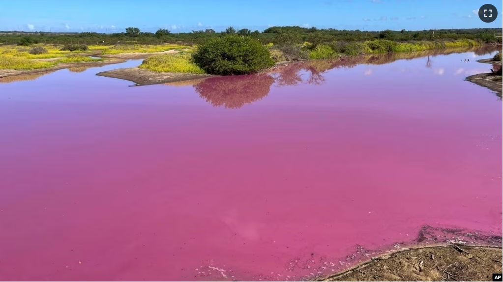 This Nov. 8, 2023, photo provided by Leslie Diamond shows the pond at the Kealia Pond National Wildlife Refuge on Maui, Hawaii, that turned pink on Oct. 30, 2023. (Leslie Diamond via AP)