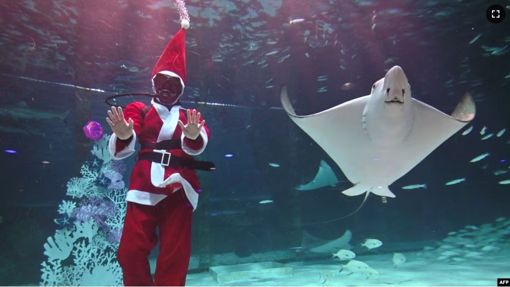 FILE - A diver dressed as Santa Claus performs amongst fish during a Christmas-themed underwater show at an aquarium in Seoul, South Korea on December 4, 2019. (Photo by Jung Yeon-je / AFP)