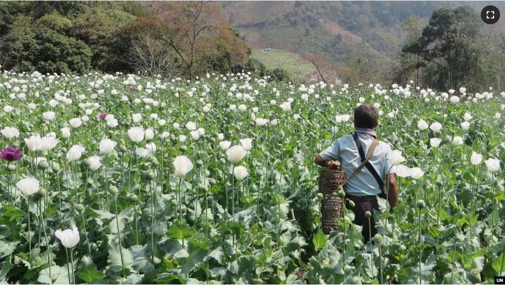 A man walks through a flowering opium poppy field in Shan state, Myanmar, 2023. (UNODC)