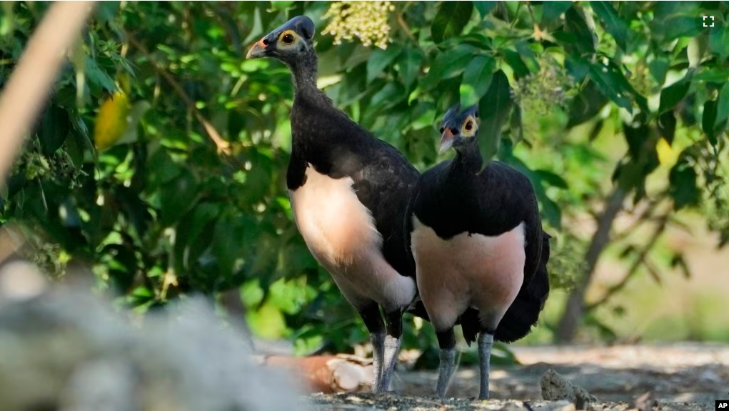 A pair of maleos look for a spot to lay an egg in Mamuju, West Sulawesi, Indonesia, Friday, Oct. 27, 2023. (AP Photo/Dita Alangkara)