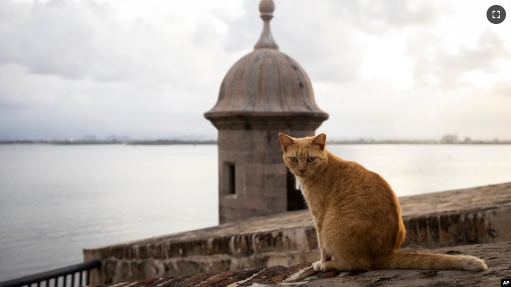 FILE - A stray cat sits on a wall in Old San Juan, Puerto Rico, Wednesday, Nov. 2, 2022. The U.S. National Park Service has announced a plan to remove them. (AP Photo/Alejandro Granadillo, File)