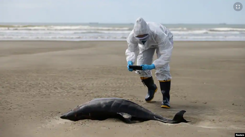 Oceanologist Liane Dias photographs a dead porpoise on the coast of the Atlantic Ocean, during an outbreak of Bird Flu, in Sao Jose do Norte, in the State of Rio Grande do Sul, Brazil, November 21, 2023. (REUTERS/Diego Vara)