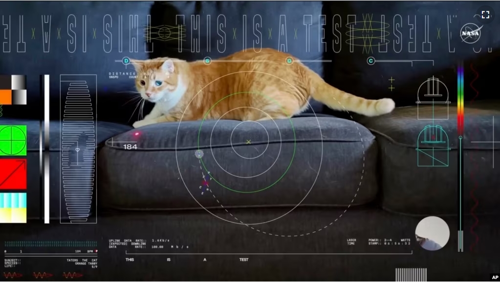 This image shows a frame from a 15-second ultra-high-definition video featuring a cat named Taters which was streamed via laser from deep space by NASA on December 11, 2023. (NASA via AP)