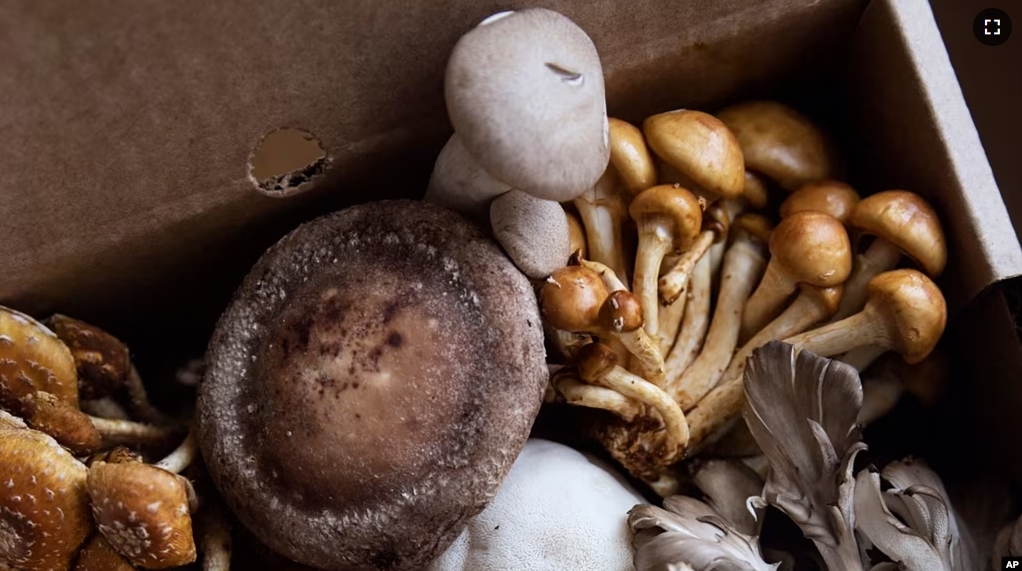 This undated image provided by North Spore shows a variety of cultivated mushrooms in a cardboard box in Portland, Maine. (North Spore via AP)