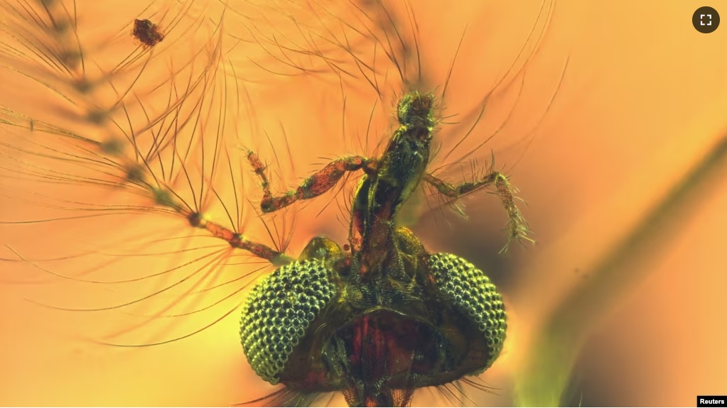 FILE - An undated handout image of a view from below of the head of a fossilized male mosquito, including elongated sucking-piercing mouthparts, trapped in amber found in central Lebanon dating to about 130 million years ago. (Dany Azar/Handout via REUTERS)