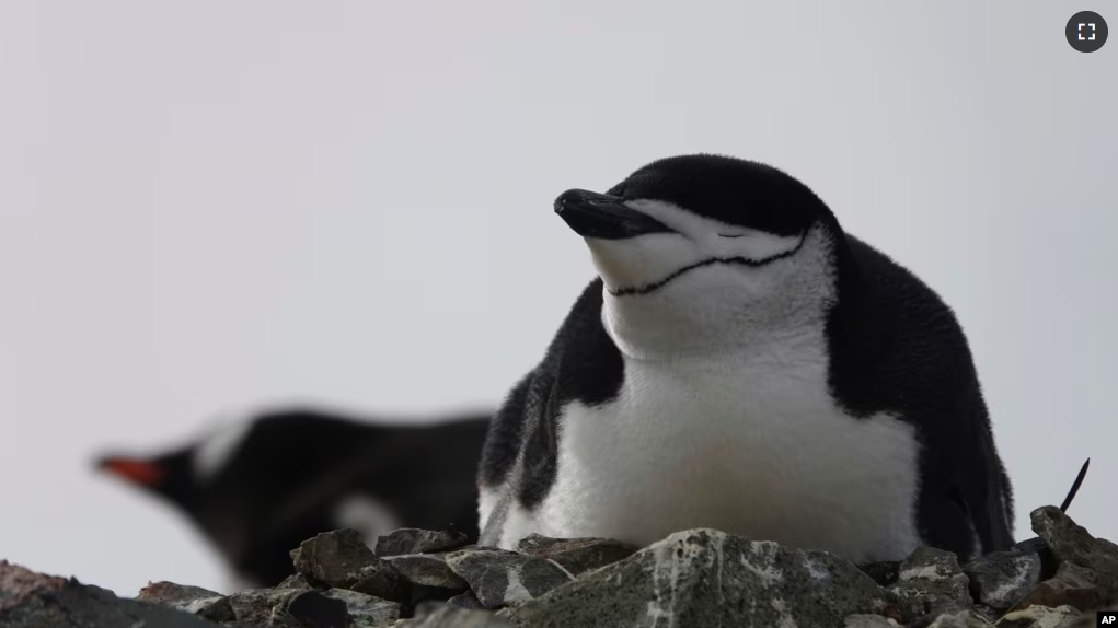 This image provided by Won Young Lee shows wild chinstrap penguins on King George Island, Antarctica. (Won Young Lee via AP)