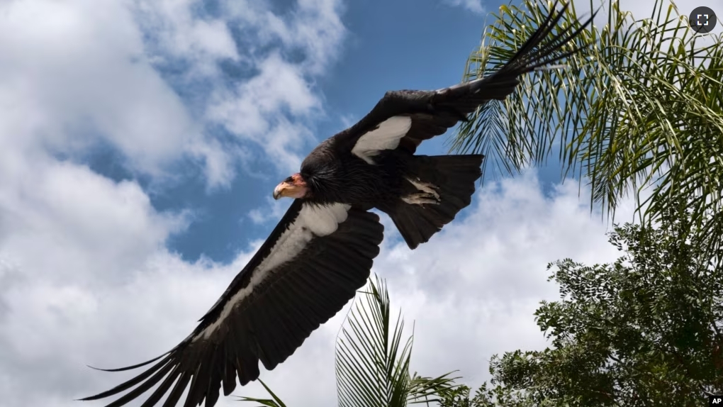 FILE - A California condor named Hope takes to flight at the Condor habitat at the Los Angeles Zoo, Tuesday, May 2, 2023. (AP Photo/Richard Vogel, File)