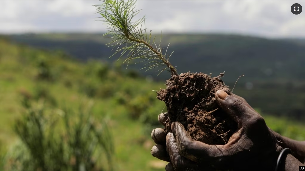 A sapling is held before it is planted inside Nakivale Refugee Settlement in Mbarara, Uganda, on Dec. 5, 2023. Refugees are helping to plant thousands of seedlings in hopes of reforesting the area. (AP Photo/Hajarah Nalwadda)