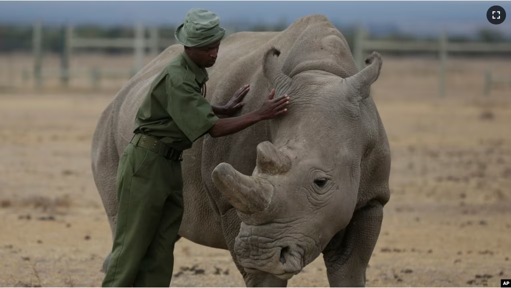 FILE - Keeper Zachariah Mutai attends to Fatu, one of only two northern white rhinos left in the world, in the pen at the Ol Pejeta Conservancy in Laikipia county in Kenya. (AP Photo/Sunday Alamba, File)
