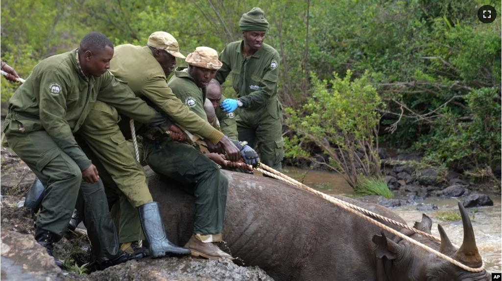 Kenya Wildlife Service rangers and capture team pull out a sedated black rhino from the water in Nairobi National Park, Kenya Tuesday, Jan. 16, 2024. (AP Photo/Brian Inganga)