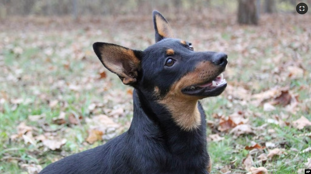 FILE - Lex, a Lancashire Heeler, sits at attention on Dec. 29, 2023, in Morristown, N.J. The breed is the latest recognized by the American Kennel Club to compete in thousands of U.S. dog shows. (Michelle Barlak via AP)