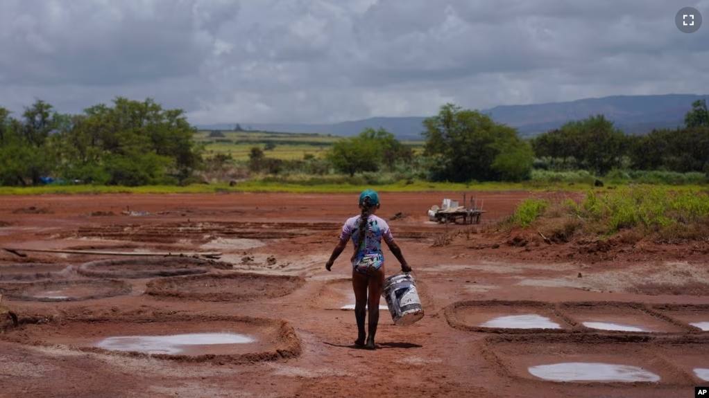 Pi'ilani Taniguchi Butler carries a bucket of wet clay to her family's salt beds on Wednesday, July 12, 2023, in Hanapepe, Hawaii. The salt beds or "loi" are smoothed out using river rocks. The beds are then lined with this rich black clay. (AP Photo/Jessie Wardarski)