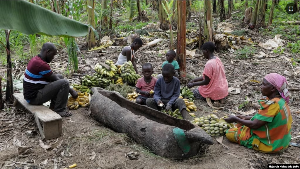 The Ndyanabo family peels bananas used for Tonto and throws them into a wooden vat carved like a boat in Mbarara, Uganda, Dec. 11, 2023. (AP Photo/Hajarah Nalwadda)