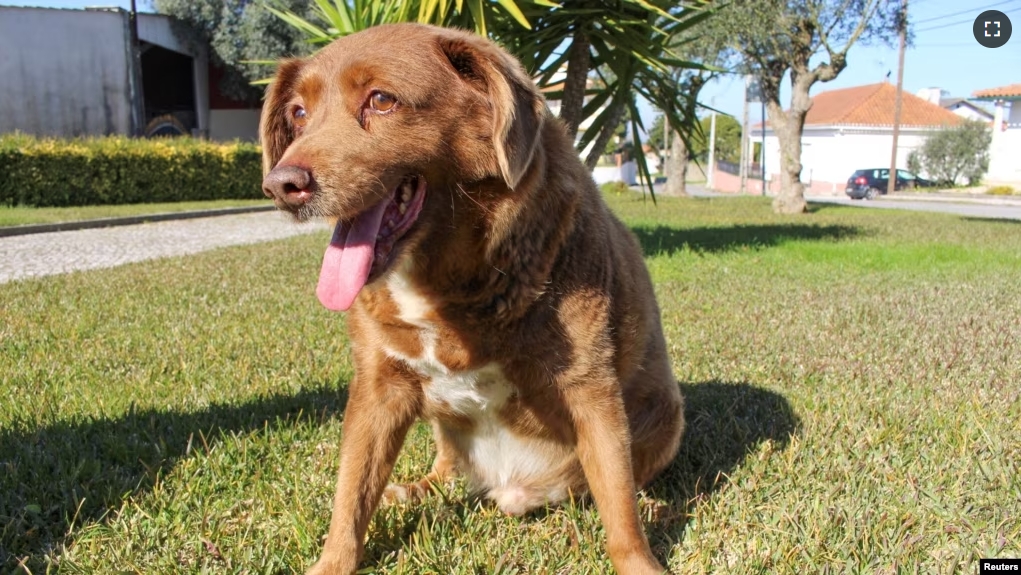 FILE - The dog, Bobi, that broke the record for oldest dog ever at 30 years-old, is pictured at Conqueiros, in Leiria, Portugal, February 4, 2023. (REUTERS/Catarina Demony/File Photo)