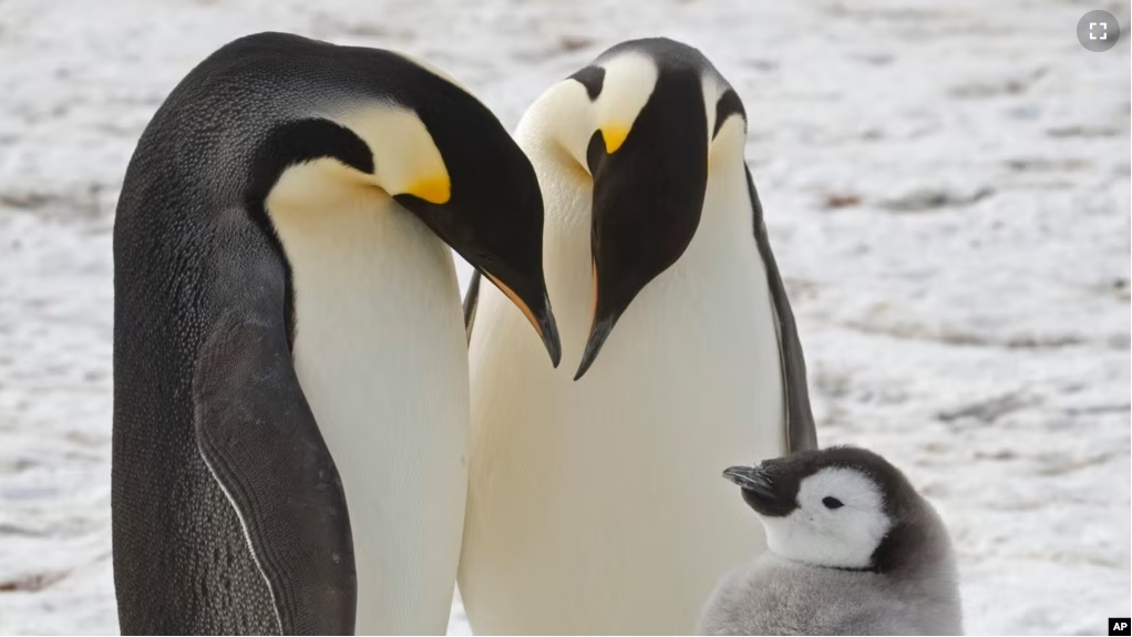 This undated photo provided by the British Antarctic Survey in January 2024 shows adult emperor penguins with a chick near Halley Research Station in Antarctica. (British Antarctic Survey via AP)