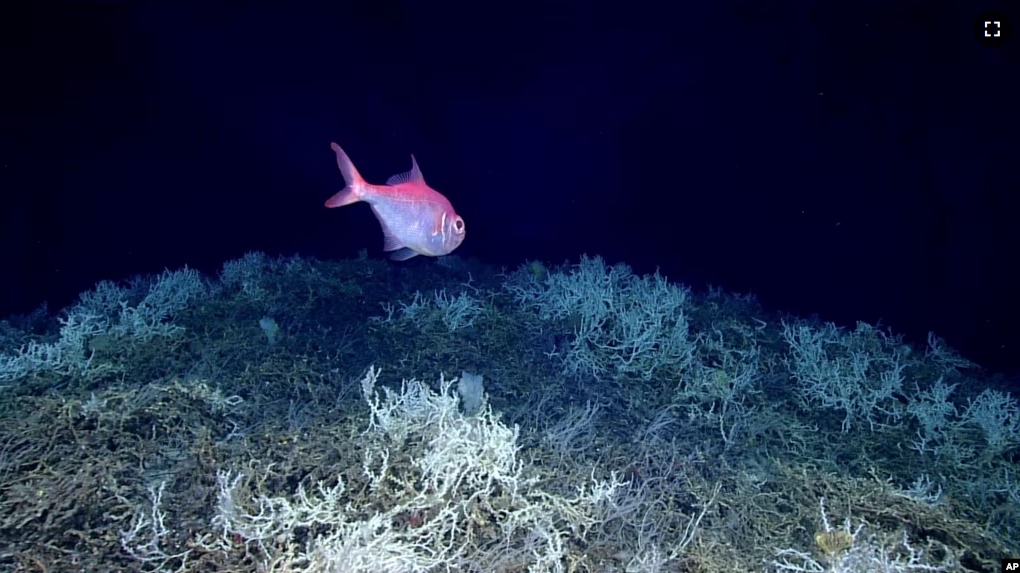 In this image provided by NOAA Ocean Exploration, an alfonsino fish swims on a cold water coral mound in the center of the Blake Plateau off the southeastern coast of the U.S., in June 2019.(NOAA Ocean Exploration via AP)