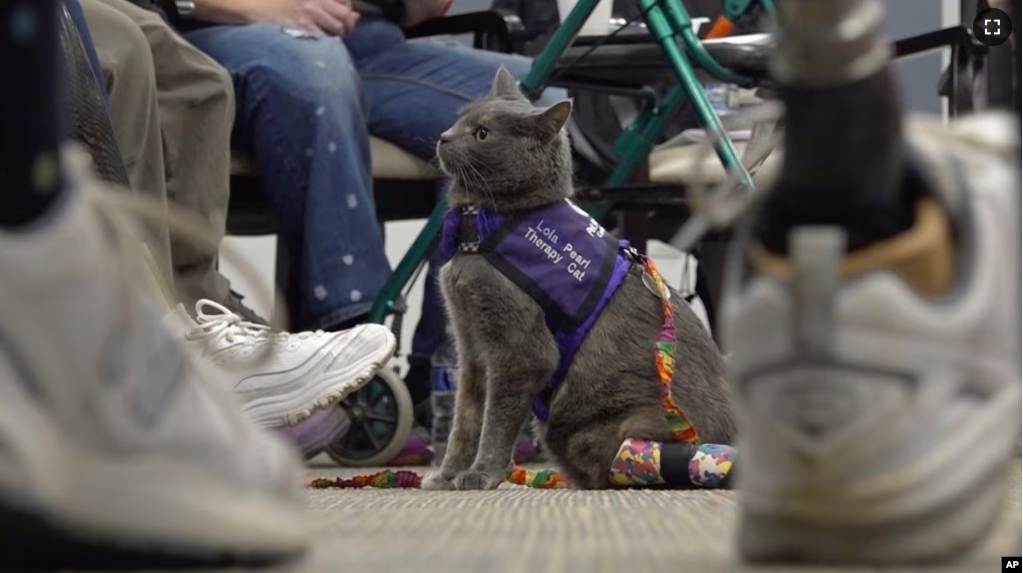 This image taken from video shows kitten Lola-Pearl looking up at attendees during a Amputees Coming Together Informing Others' Needs meeting on Monday, Dec. 11, 2023, in Troy, Ohio. (AP Photo/Patrick Orsagos)