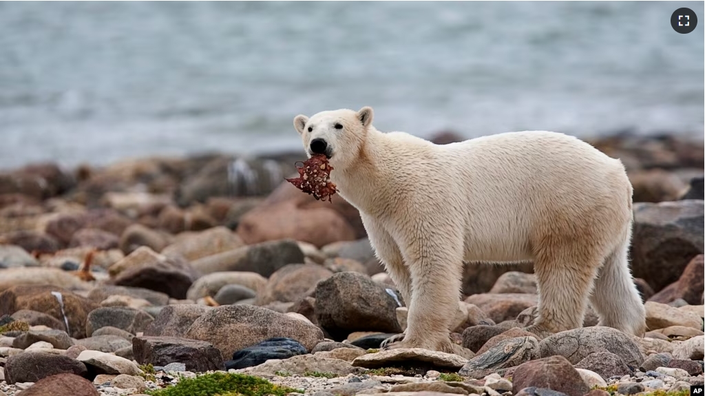 FILE - A polar bear eats whale meat as it walks along the shore of Hudson Bay near Churchill, Manitoba, Aug. 23, 2010. With Arctic sea ice shrinking, polar bears have to shift their diets to land during parts of the summer. (Sean Kilpatrick/The Canadian Press via AP, File)
