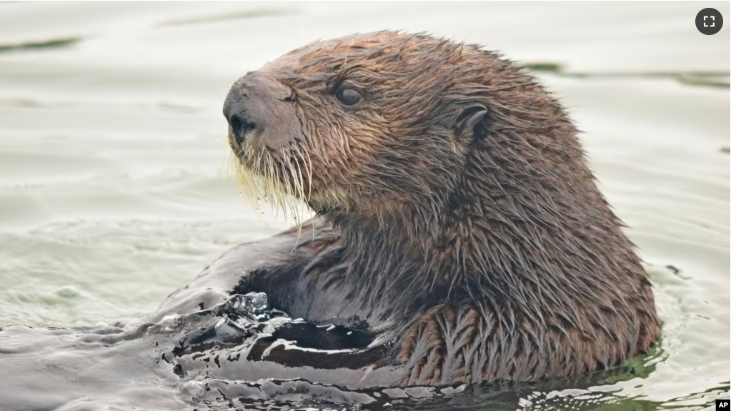 FILE - A sea otter is seen in the estuarine water of Elkhorn Slough, Monterey Bay, Calif., on Aug. 3, 2018. (Emma Levy via AP)