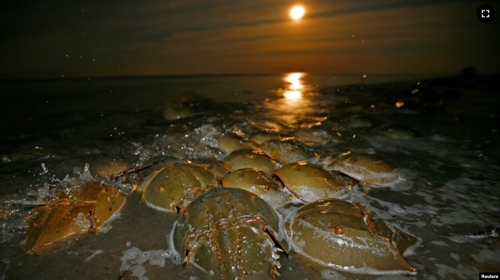FILE - Atlantic Horseshoe crabs come ashore to spawn and lay their eggs on Pickering Beach, a national horseshoe crab sanctuary near Little Creek, Delaware, May 20, 2008. (REUTERS/Mike Segar/File Photo)