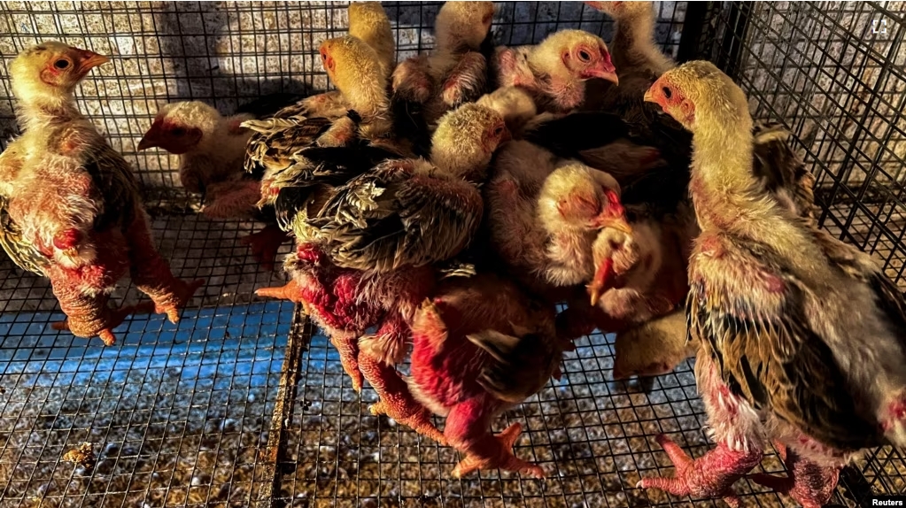 Baby Dong Tao chickens, also known as "Dragon Chicken," are seen at Dong Tao village, in Hung Yen province, Vietnam, on January 31, 2024. (REUTERS/Minh Nguyen)