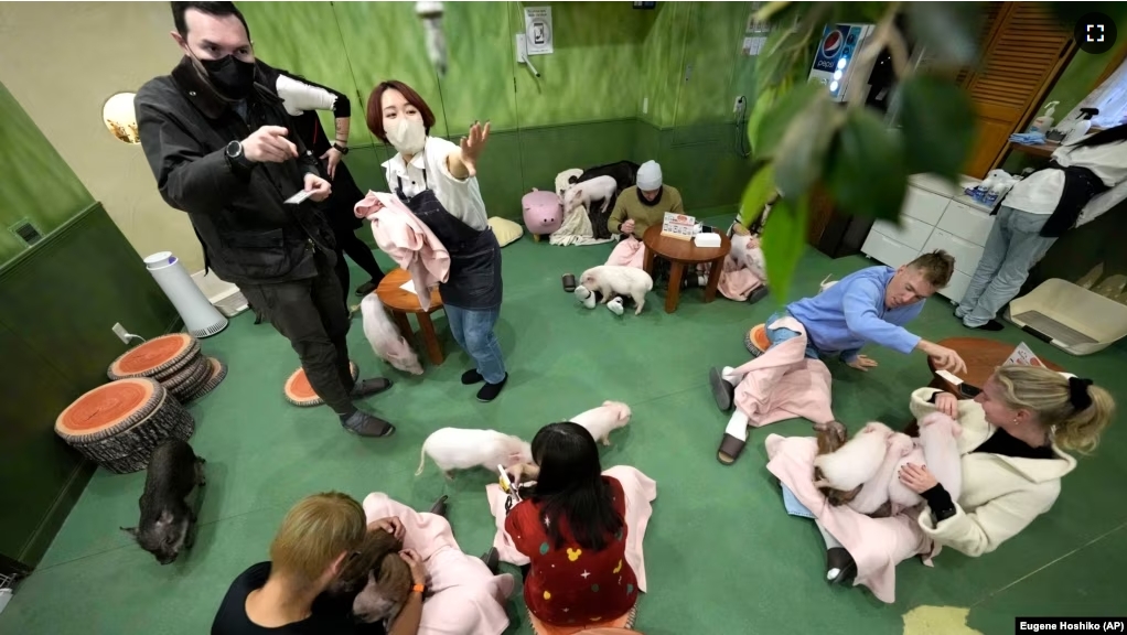 Customers play with micro pigs at a mipig cafe on Jan. 24, 2024, in Tokyo. The pigs, a miniature breed, moved about the room, looking for a cozy lap to cuddle up. Customers pay $15 for the first 30 minutes and a reservation is required. (AP Photo/Eugene Hoshiko)