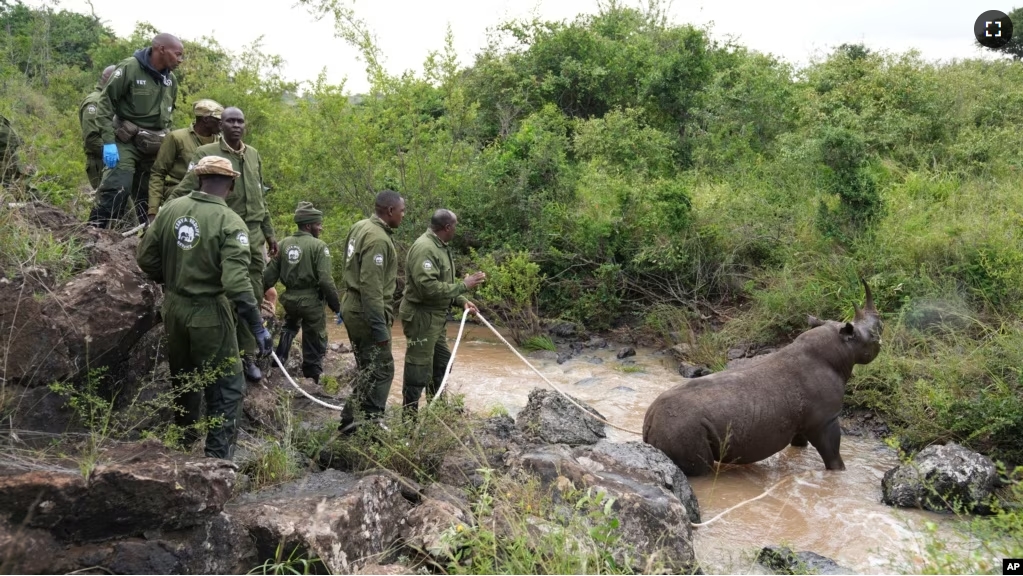 Kenya Wildlife Service rangers and capture team pull out a sedated black rhino from the water in Nairobi National Park, Kenya, on Jan. 16, 2024. (AP Photo/Brian Inganga, File)