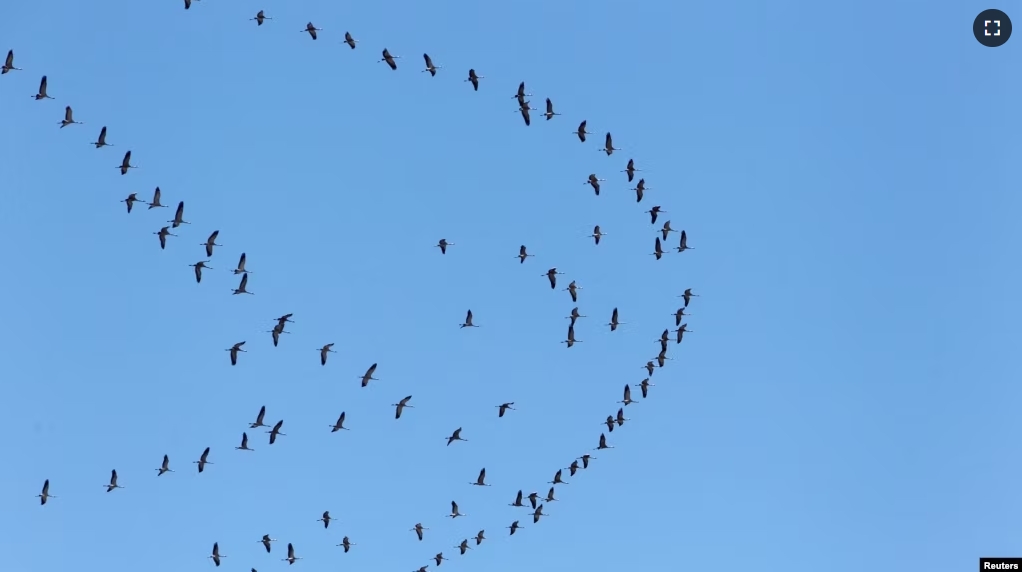 FILE - Migratory birds fly through the sky of southern Lebanon March 28, 2021. (REUTERS/Aziz Taher)