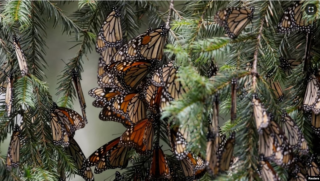 FILE - Monarch butterflies rest on a tree at the Sierra Chincua butterfly sanctuary in Angangeo, Michoacan state, Mexico December 6, 2023. (REUTERS/Raquel Cunha/File Photo)