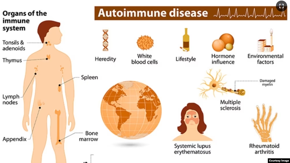 Organs of the immune system. (Courtesy of the National Institute of Environmental Health Sciences)