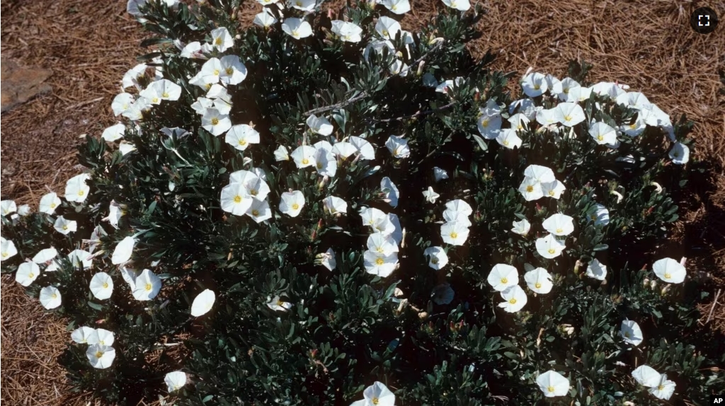 This undated image provided by Bugwood.org shows a Silverbush (Convolvulus cneorum) plant in bloom. The fast-growing, drought-tolerant evergreen is a good choice for covering ground in desert climates. (John Ruter/University of Georgia/Bugwood.org via AP)