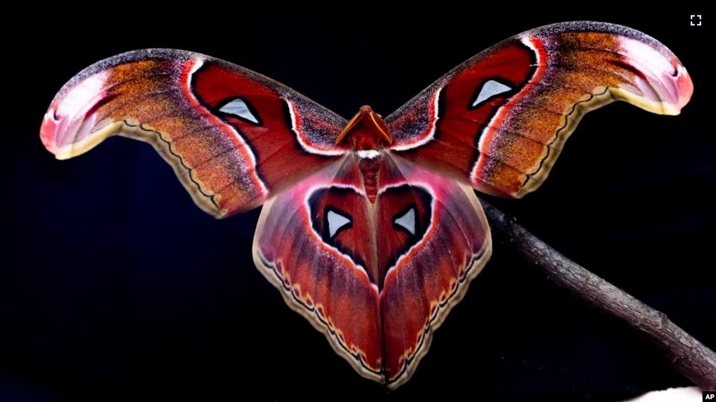 FILE - This photo 2022 photo provided by Samuel Timothy Fabian shows an Atlas Moth (Attacus lorquinii) used to test the interaction of flying insects with artificial light is photographed at Imperial College London. (Samuel Timothy Fabian via AP)