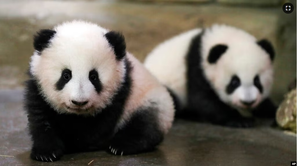 FILE - In this photo provided by Zooparc de Beauval, twin panda cubs Yuandudu and Huanlili take their first steps in public, at the Beauval Zoo in Saint-Aignan-sur-Cher, France, Dec. 11, 2021. (Zooparc de Beauval via AP)