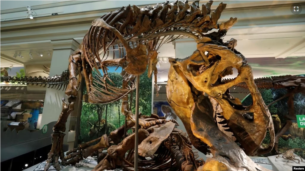 FILE - A Tyrannosaurus rex skeleton is seen at the Smithsonian Natural History Museum dinosaur and fossil hall in Washington, U.S., June 4, 2019. (REUTERS/Kevin Lamarque/File Photo)