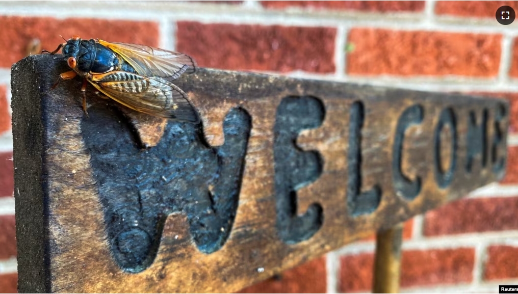 FILE - A cicada is seen on a wooden sign on the porch of a house in Arlington, Virginia, May 20, 2021. (REUTERS/Will Dunham)