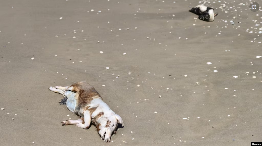 FILE - A dead pig and a dead penguin lie on the Atlantic Ocean's coast, during a Bird Flu outbreak, in Sao Jose do Norte, in the State of Rio Grande do Sul, Brazil, November 21, 2023. (REUTERS/Diego Vara/File Photo)