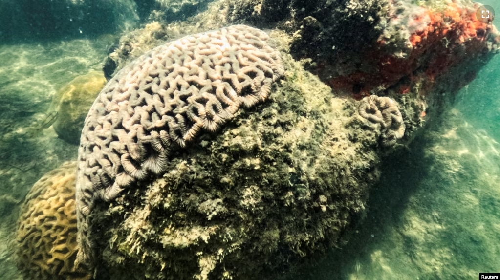 FILE - A photo of threatened coral off the southern edge of Florida. (REUTERS/Maria Alejandra Cardona/File Photo)