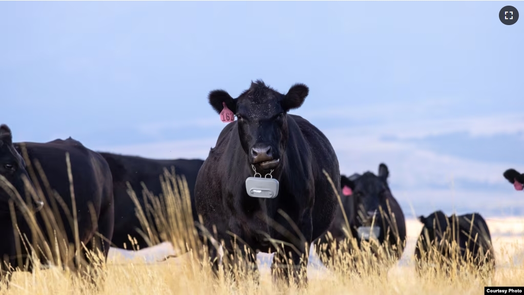 Cattle wear Vence GPS tracking collars connected to a virtual fence system. (Courtesy photo Merck & Co., Inc.)