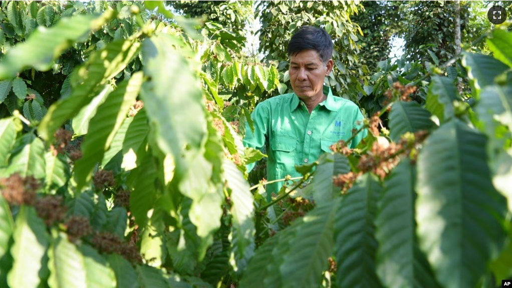 Farmer Le Van Tam tends coffee plants at a coffee farm in Dak Lak province, Vietnam on Feb. 1, 2024. (AP Photo/Hau Dinh)