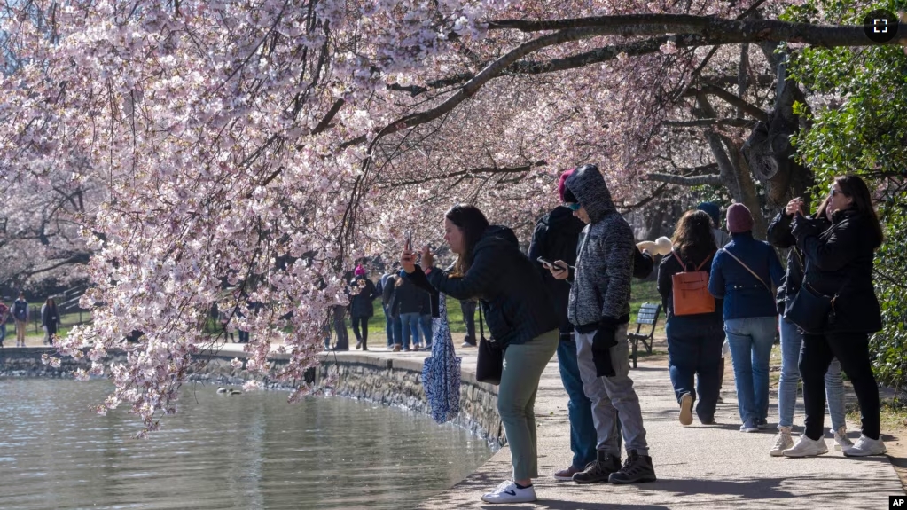 FILE - People take photographs of cherry blossom trees that have begun to bloom, Monday, March 20, 2023, along the tidal basin in Washington, on the first day of the National Cherry Blossom Festival. (AP Photo/Jacquelyn Martin)