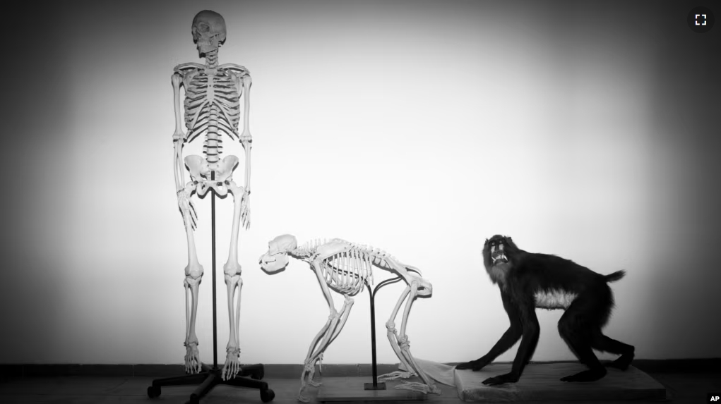 FILE - Skeletons of a human and a monkey await installation at the Steinhardt Museum of Natural History in Tel Aviv, Israel on Monday, Feb 19, 2018. (AP Photo/Oded Balilty, File)