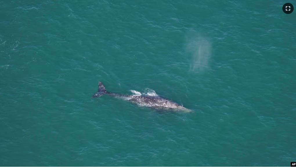 This photo by Orla O'Brien shows a gray whale south of Nantucket, Massachusetts, on March 1, 2024. (Orla O'Brien/New England Aquarium via AP)