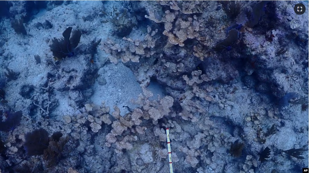 This image provided by the National Oceanic and Atmospheric Administration shows dead elkhorn coral on Feb. 9, 2024, at Carysfort Reef, northeast of Key Largo, Fla. (Ben Edmonds/NOAA via AP)