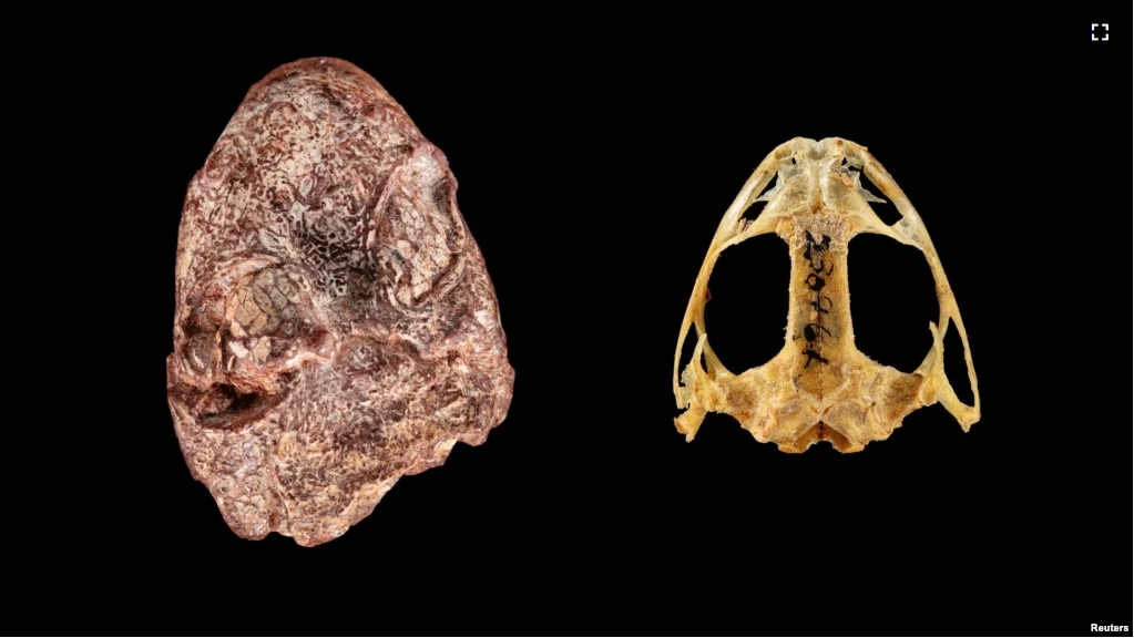 A composite image shows the fossil skull of the Permian Period proto-amphibian Kermitops (L) alongside a modern frog skull (Lithobates palustris), in this undated handout. (Brittany M. Hance, Smithsonian/Handout via REUTERS)