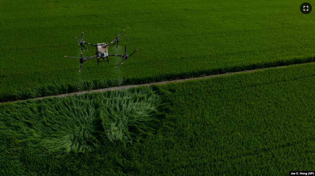 A large drone carrying fertilizer flies over Vo Van Van's rice fields in Long An province in southern Vietnam's Mekong Delta, Tuesday, Jan. 23, 2024. (AP Photo/Jae C. Hong)