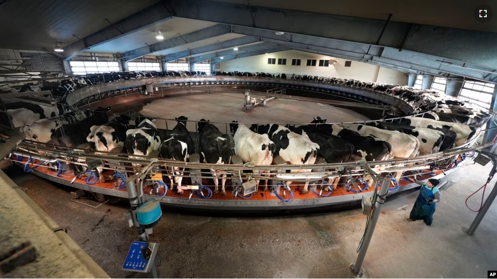 A worker tends to cows in the milking parlor at the Flood Brothers Farm, Monday, April 1, 2024, in Clinton, Maine. (AP Photo/Robert F. Bukaty)